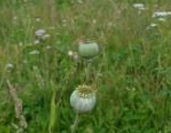 meadowmat for birds and bees harrowden turf esi meadowmat for birds and bees harrowden turf esi