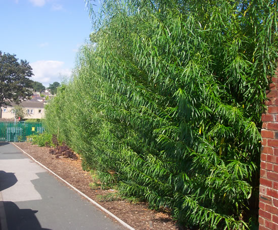 Green%20Barrier™%20hedges%20in%20living%20willow