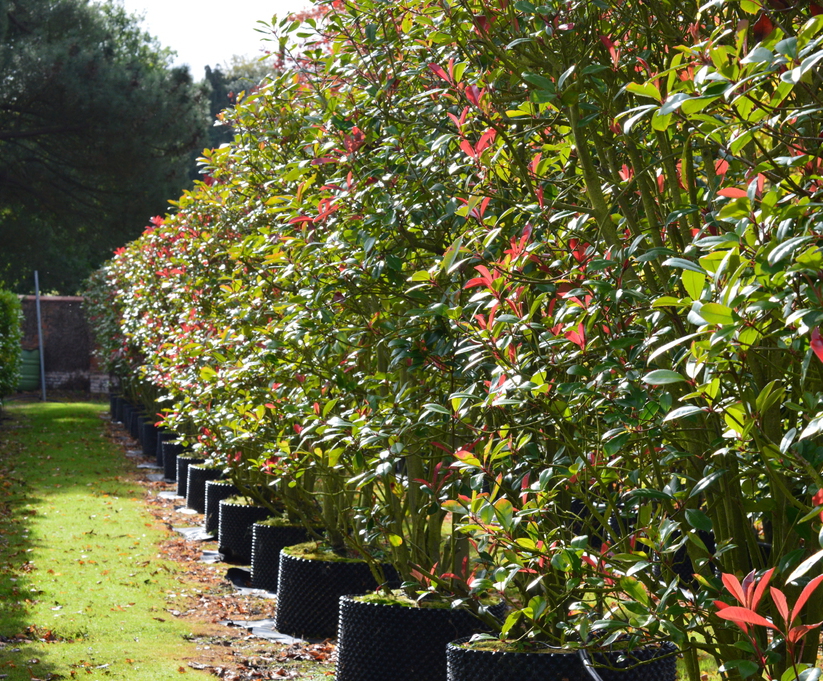 Instant Hedging Todds Nursery Esi External Works