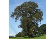 What is green oak?