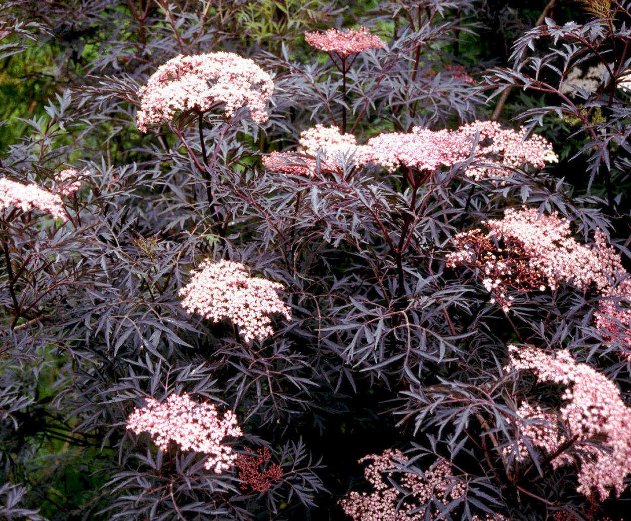Specimen shrubs Craigmarloch Nurseries ESI External Works