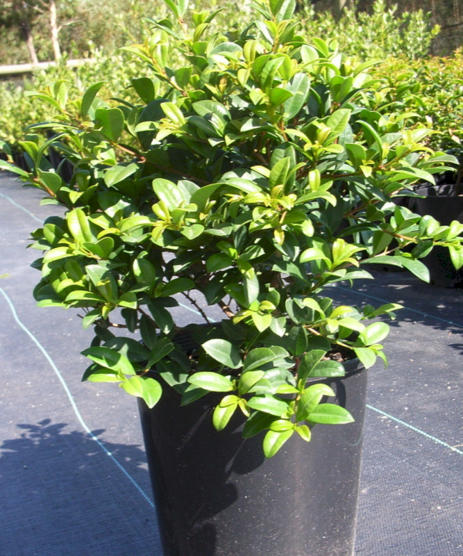 Specimen shrubs | Craigmarloch Nurseries | ESI External Works