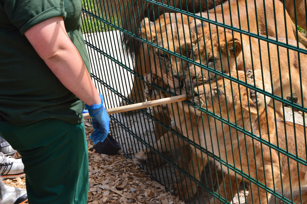 Lion Enclosure Fencing For Folly Farm Zoo Wales Cld Fencing Systems