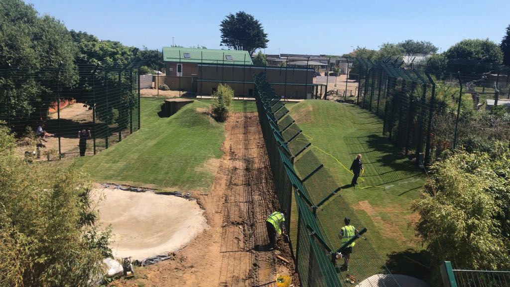 Zoo enclosure provides safe haven for rescue lions CLD Fencing