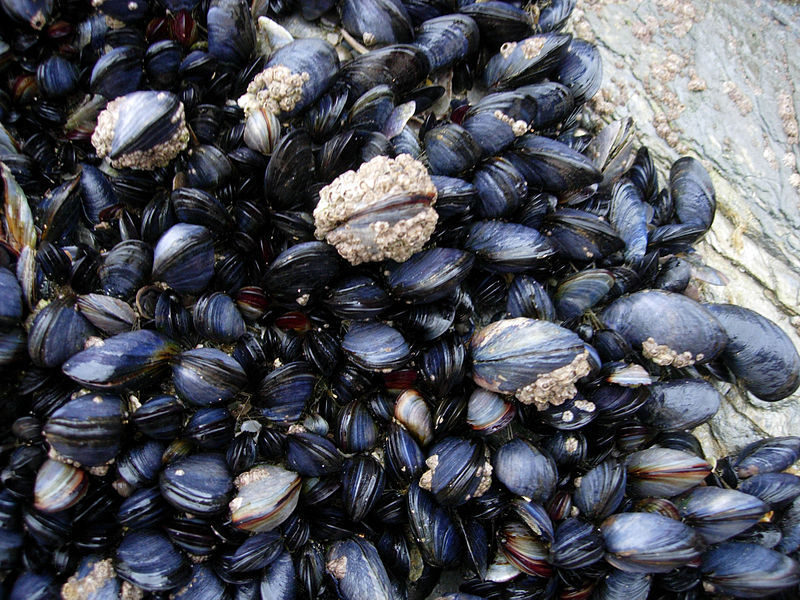 Pond Swan Mussels For Sale Uk at Joseph Roberts blog