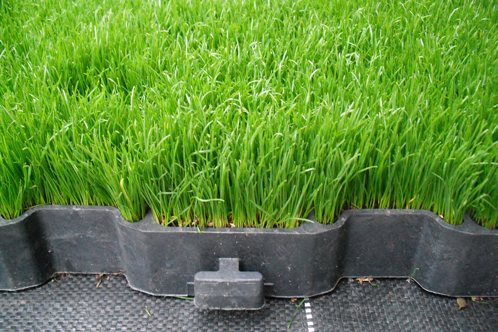 Paving Grid for grass, gravel, sand and earth infills AHS Ltd ESI