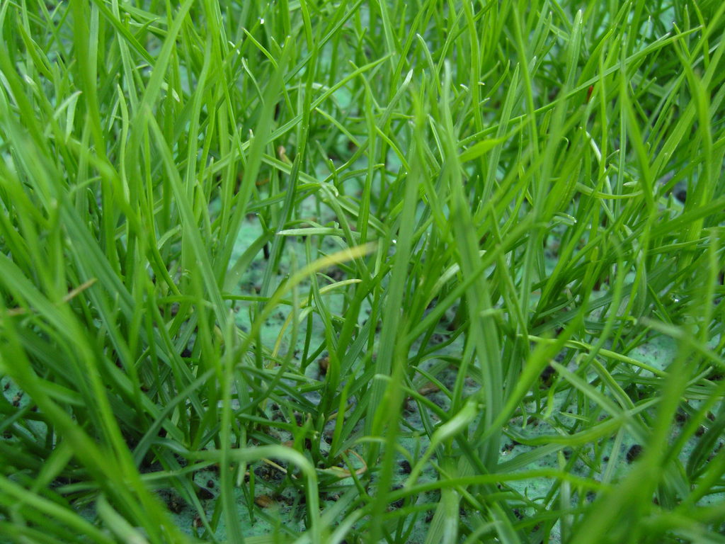 GrassMat™ Supreme preseeded erosion control blanket HyTex ESI