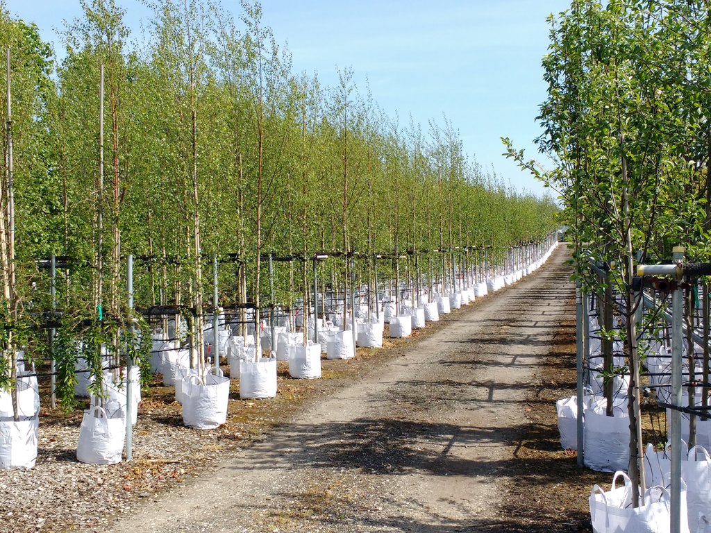 Container trees J A Jones & Sons ESI External Works