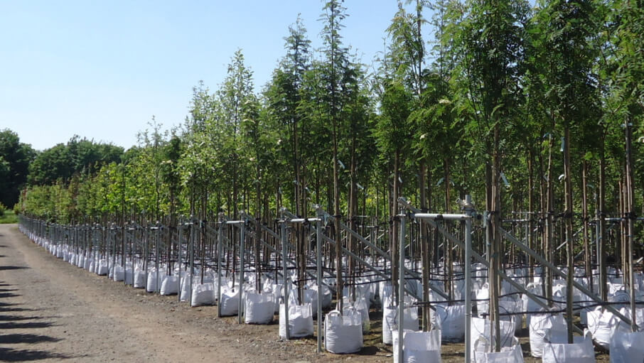 Container trees J A Jones & Sons ESI External Works