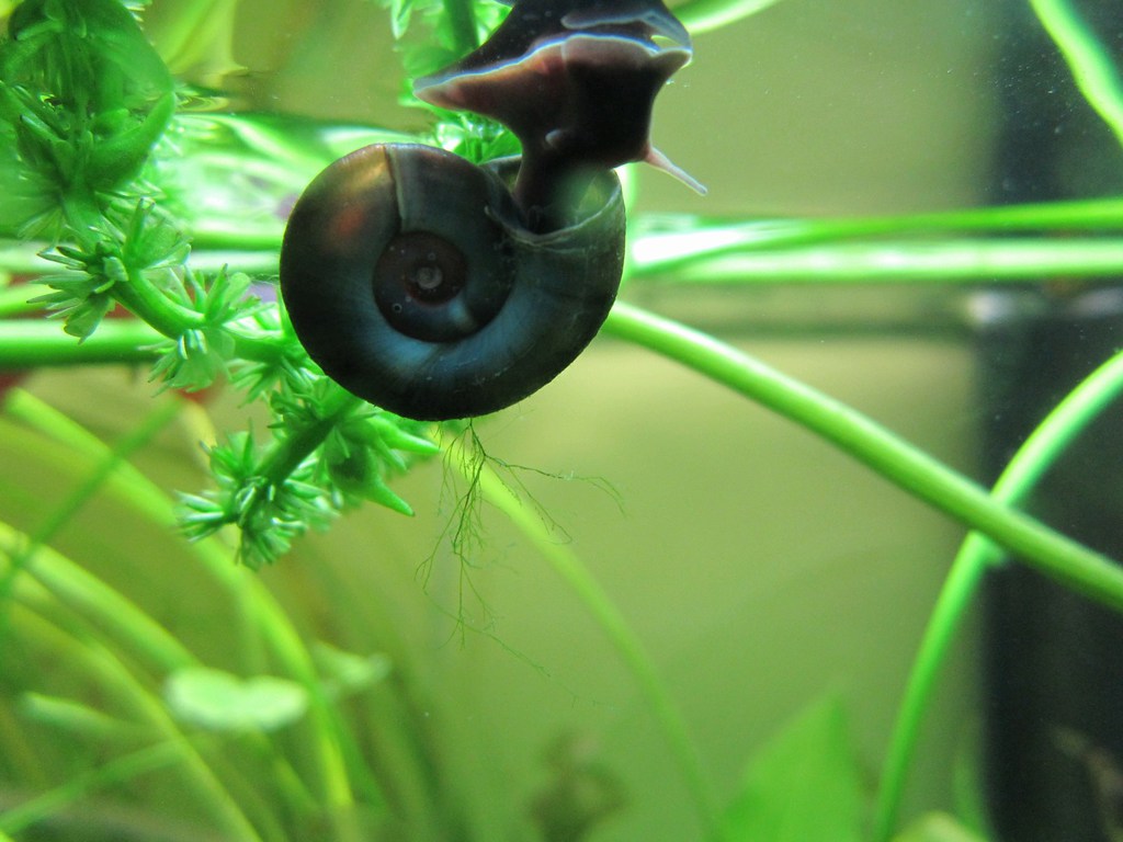 Aquatic livestock for ponds, rivers, lakes and canals Anglo Aquatic