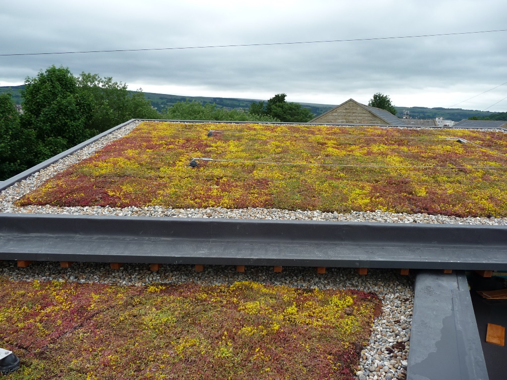 Sedum Mat instant vegetation green roof mats Lindum Turf ESI