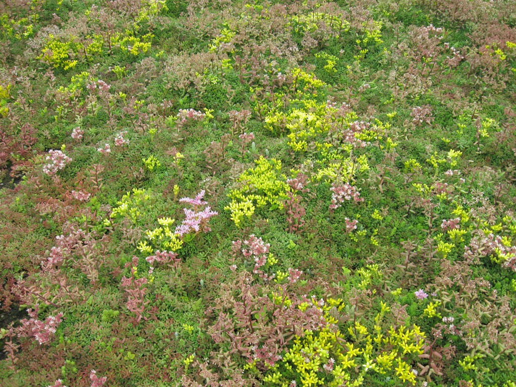 Sedum Mat instant vegetation green roof mats Lindum Turf ESI