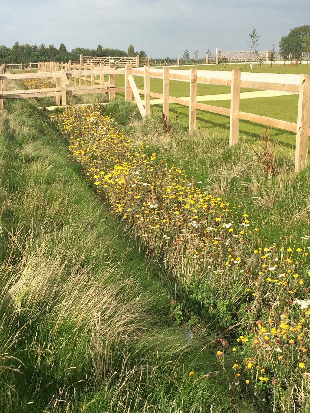 Lindum Wildflower Mat plasticfree Lindum Turf ESI External Works
