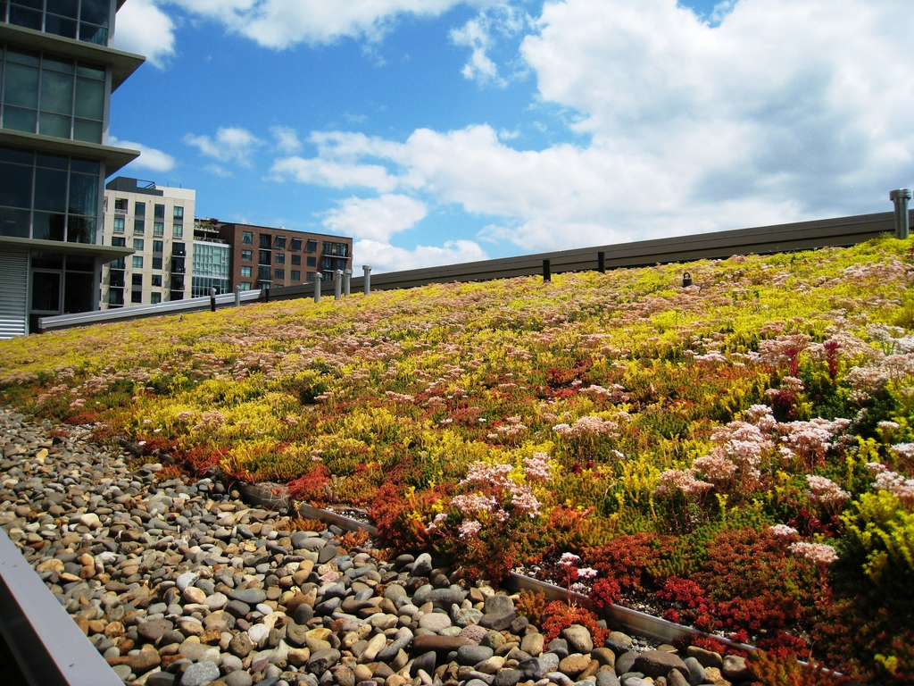Sedum Mat instant vegetation green roof mats Lindum Turf ESI