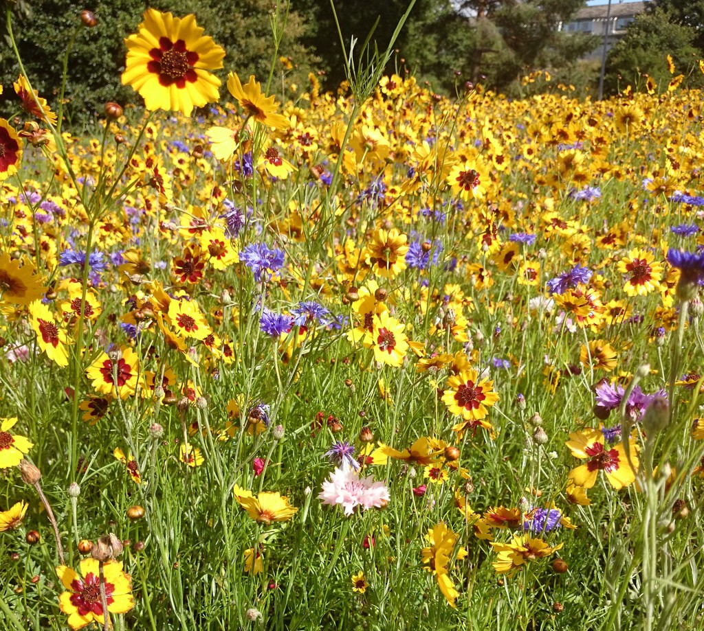 Colour Boost 2 highimpact annuals wildflower mixture DLF Seeds