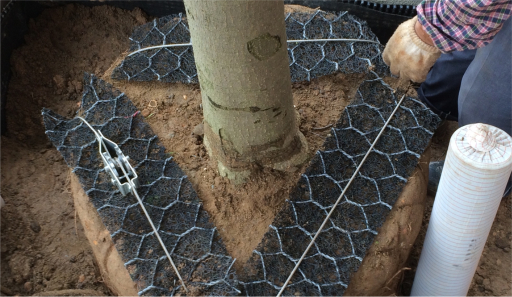 Permanent tree anchoring systems Platipus Anchors Ltd ESI External Works