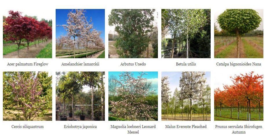 Top 10 trees for smaller gardens | Practicality Brown | ESI External Works