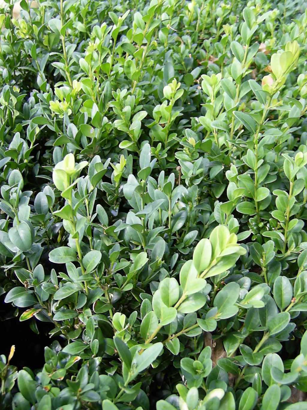 Evergreen Box Instant Hedge (Buxus sempervirens) | Practicality Brown