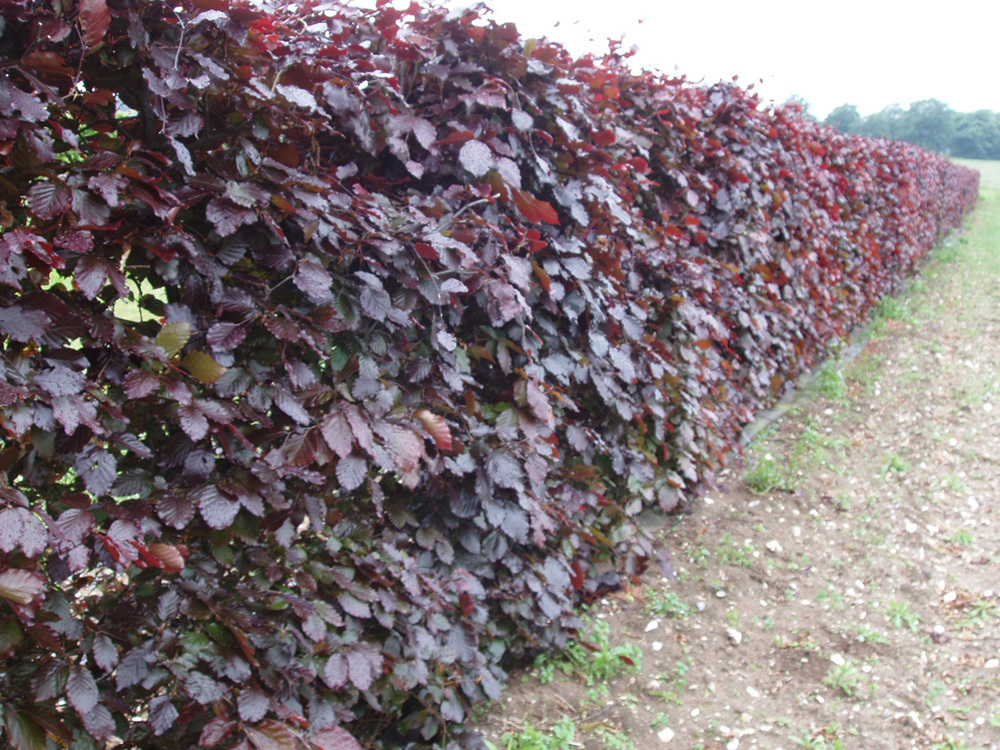 Purple Beech (Fagus sylvatica Purpurea) hedge | Practicality Brown