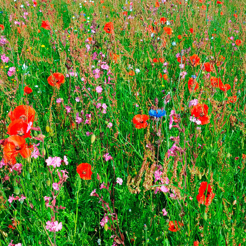 MeadowMat wildflower matting Harrowden Turf ESI External Works