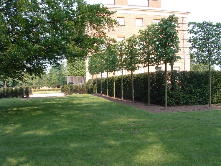 Bespoke screening trees up to 12m high Ruskins Trees and Landscapes