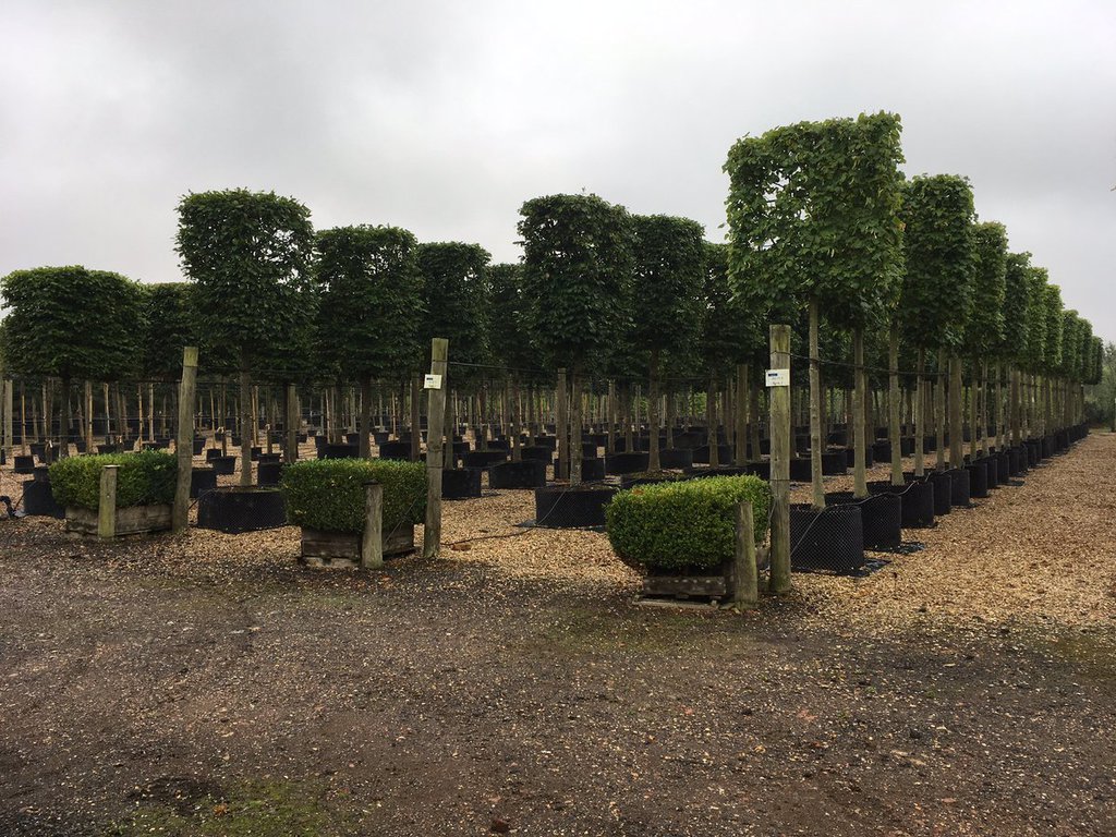 Container grown trees Todds Nursery ESI External Works
