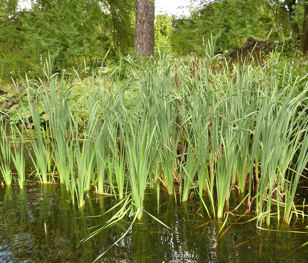 Reedbeds for constructed wetlands BritishFlora ESI Enviropro