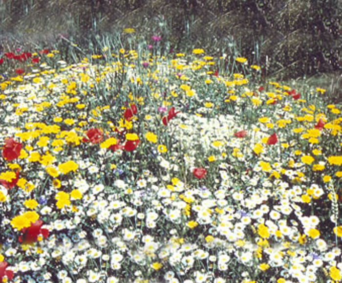 Pro Flora 5 Wet Loamy Soils wildflower seed DLF Seeds ESI External