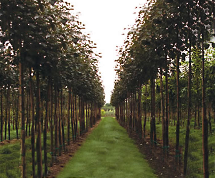 Fieldgrown trees Dingle Nurseries ESI External Works