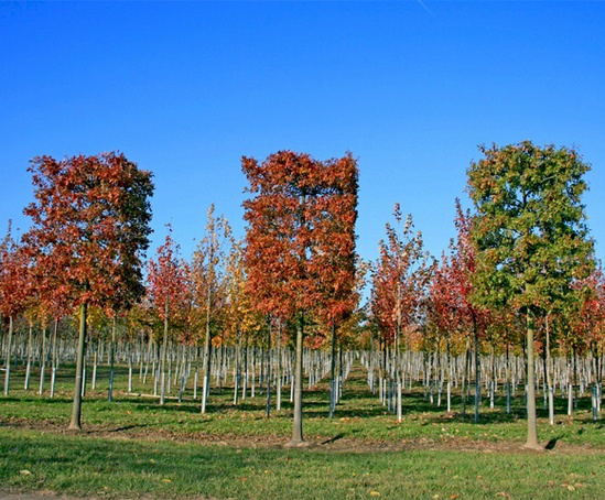 Craigmarloch's new season 15L trees now available