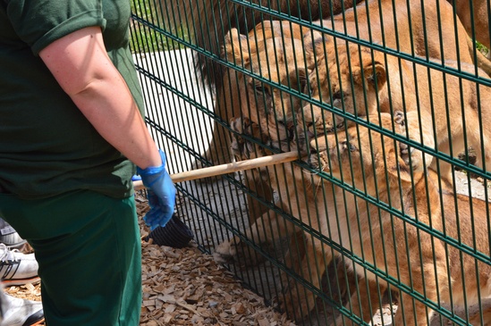 Dulok fencing keeps staff safe as lions feed