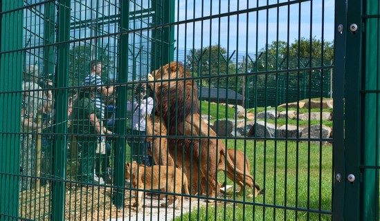 Dulok twin wire fencing - Folly Farm zoo lion enclosure