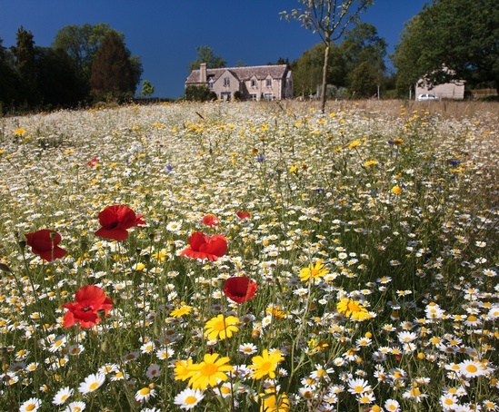 Private garden, North Cotswolds, Gloucestershire 