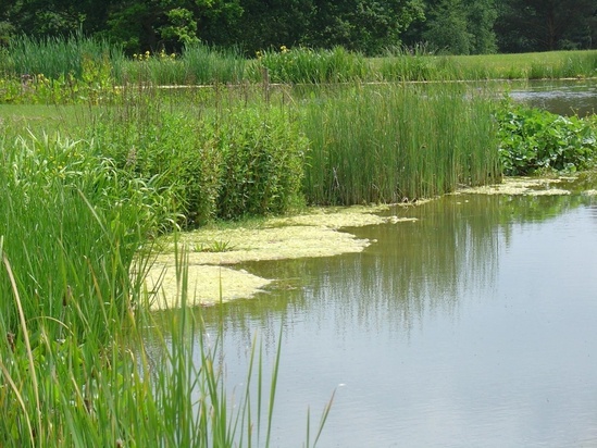 Wetland habitat creation | Aqualife Water Plants & Landscapes | ESI ...
