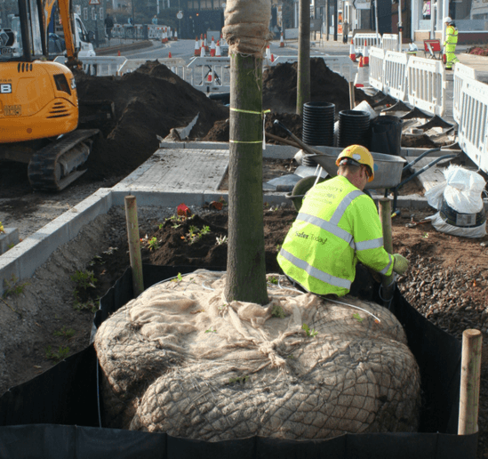 Semi-mature tree installation service offered