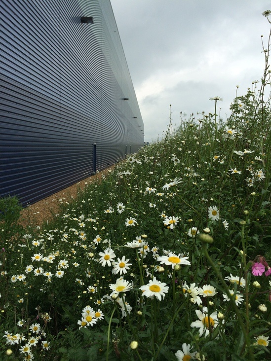 Covamat™ Fresh preseeded erosion control blankets Greenfix Soil