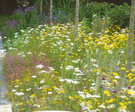 Lindum Wildflower turf | Lindum Turf | ESI External Works