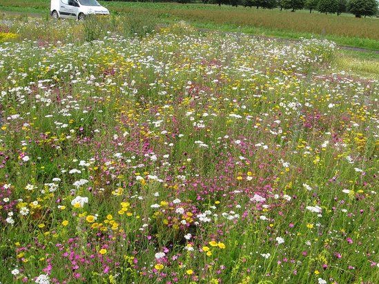 Lindum Wildflower Turf Lindum Turf Esi External Works