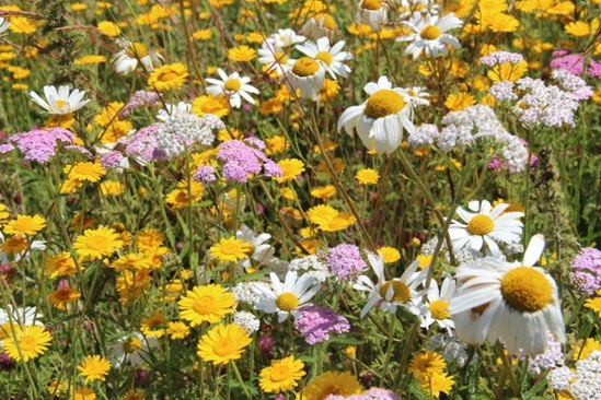 Lindum Wildflower Mat For Green Roofs Lindum Turf Esi Building