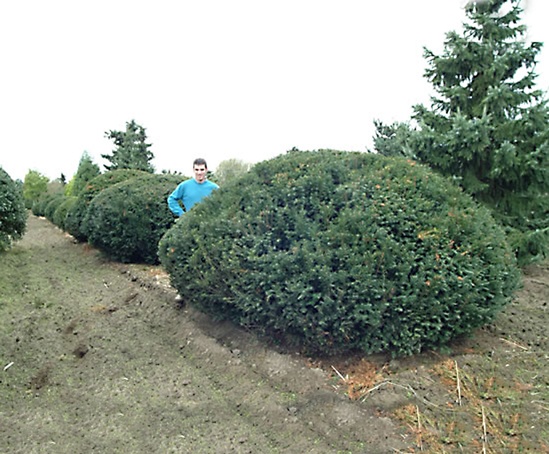 Topiary plants | ARBOR Nurseries | ESI External Works