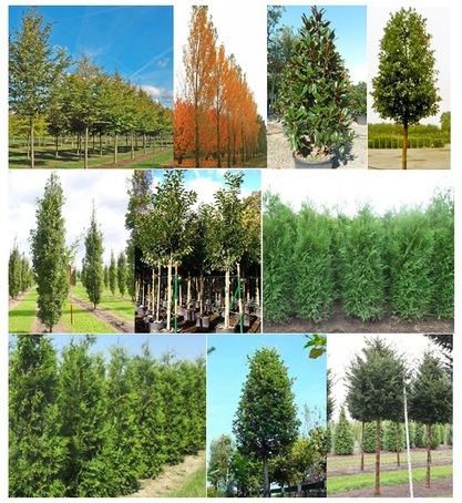 The best screening trees