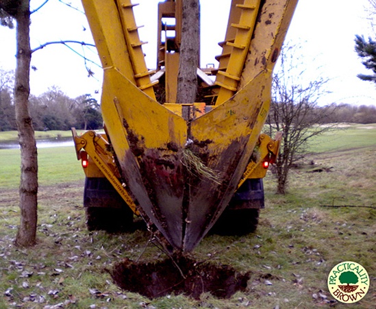 Tree spade cuts the ground and lifts the first tree