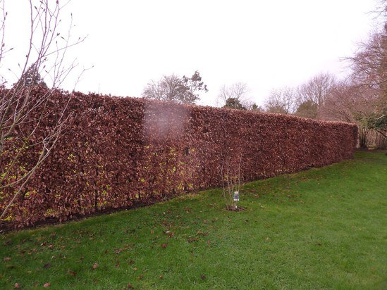 Beech instant hedge planted on site