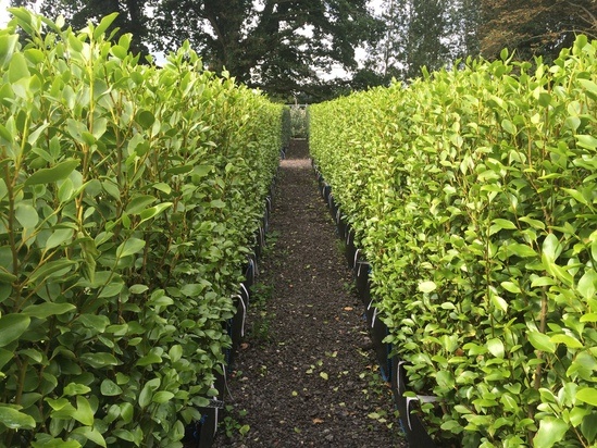 Practical Instant Hedge; Griselinia