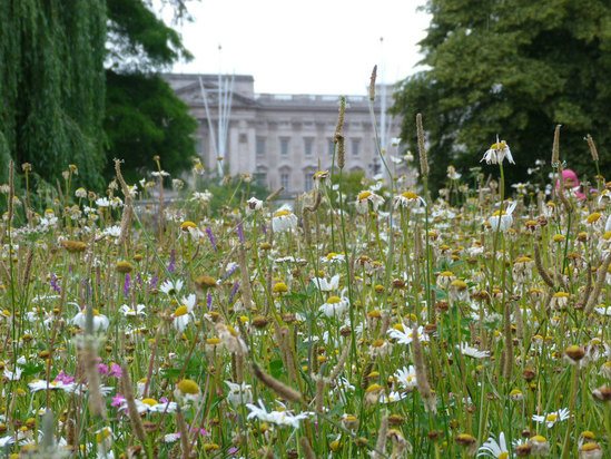 Meadowmat Wild Flower Mat flourishes in St James's Park
