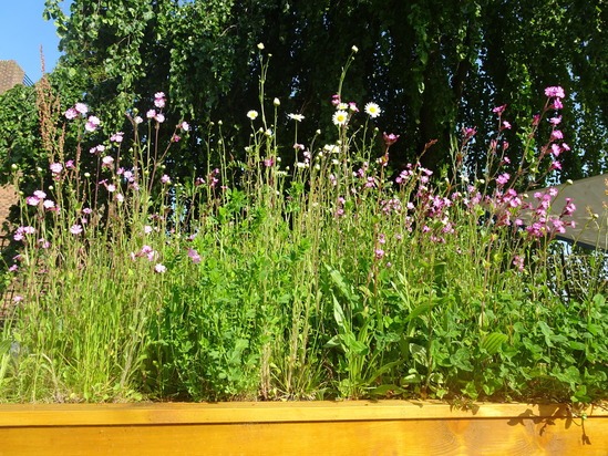 Wildflower green roof for cycle shed Harrowden Turf 