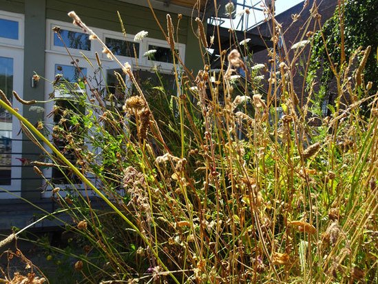 wildflower green roof for cycle shed harrowden turf