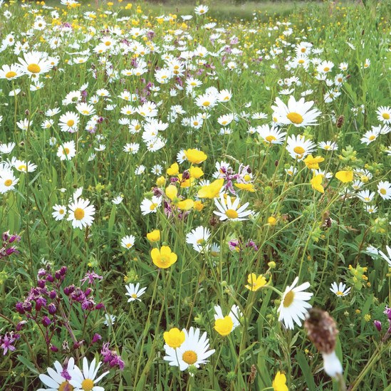 Meadowmat Traditional Meadow Mix