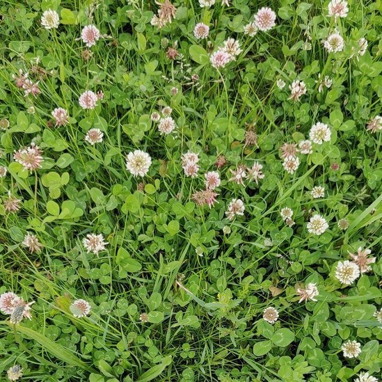 MeadowMat wildflower matting | Harrowden Turf | ESI External Works