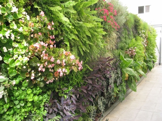 Vertiss living wall garden screen | Tendercare Nurseries | ESI External ...